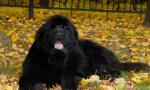 Newfoundland